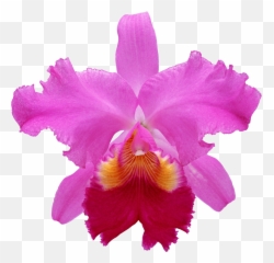 Pink Orchids - Cattleya Orchid White Background Emoji,Orchid Emoji