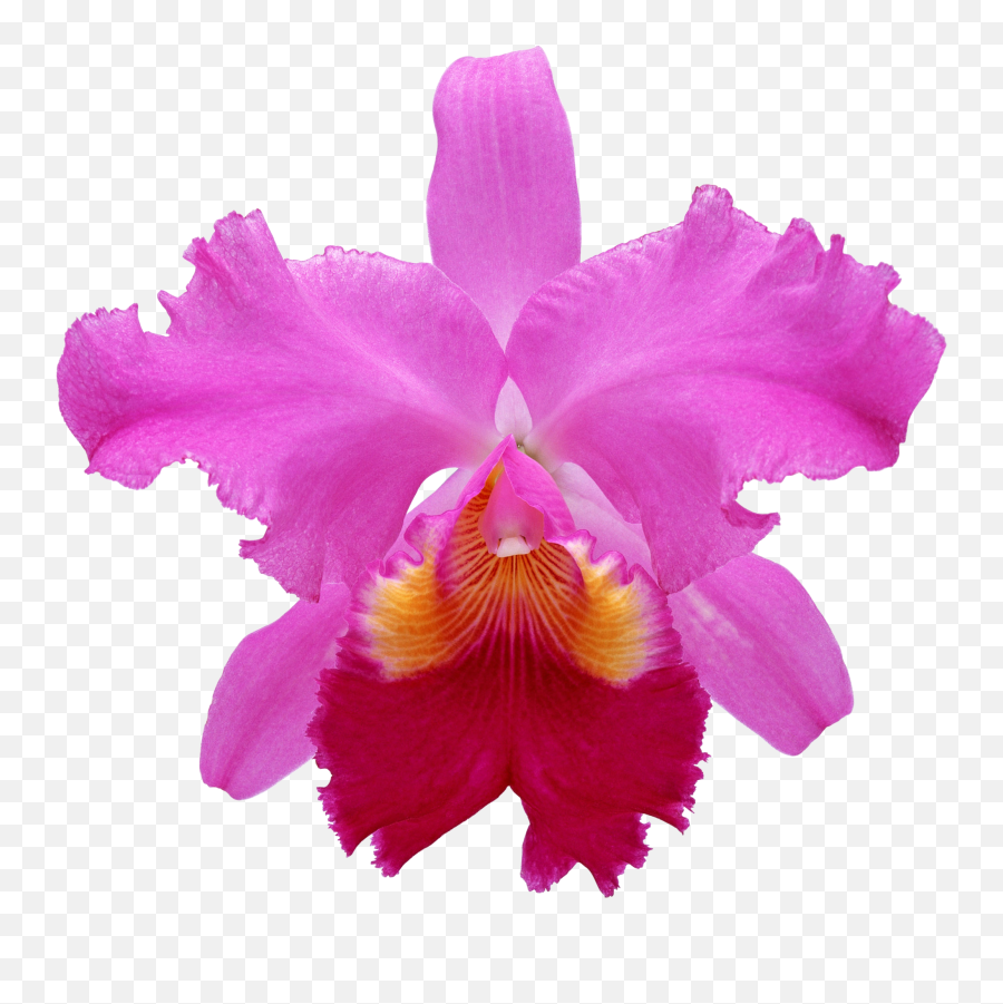 Pink Orchids - Cattleya Orchid White Background Emoji,Orchid Emoji