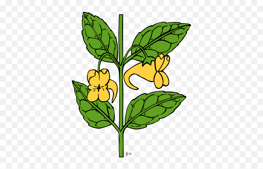 Impatiens Aurella Vector - Marijuana Plant Cartoon Vector Drawing Emoji,Weed Plant Emoji