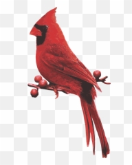 Male Cardinal Red Bird - Cardinals Appear Emoji