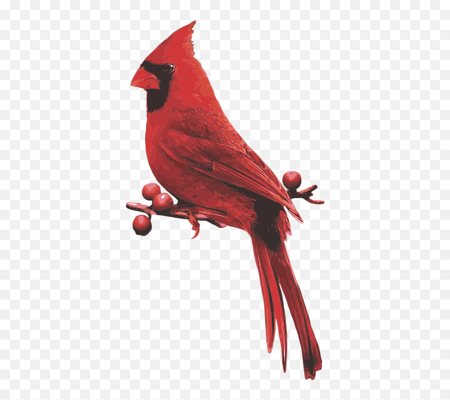 Male Cardinal Red Bird - Cardinals Appear Emoji,Cardinal Bird Emoji