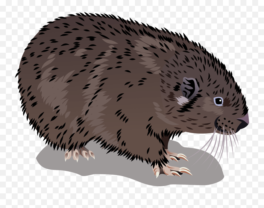 Mountain Beaver Clipart Free Download Transparent Png - Eurasian Beaver Emoji,Porcupine Emoji
