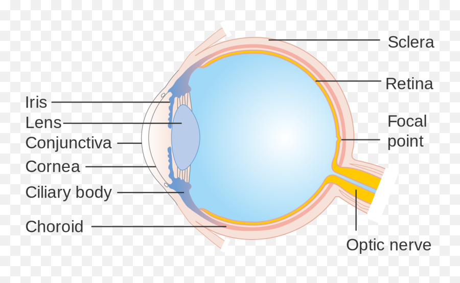 Diagram Showing The Parts Of The Eye Cruk 326 - Eye Emoji,Emojis Are Cancer