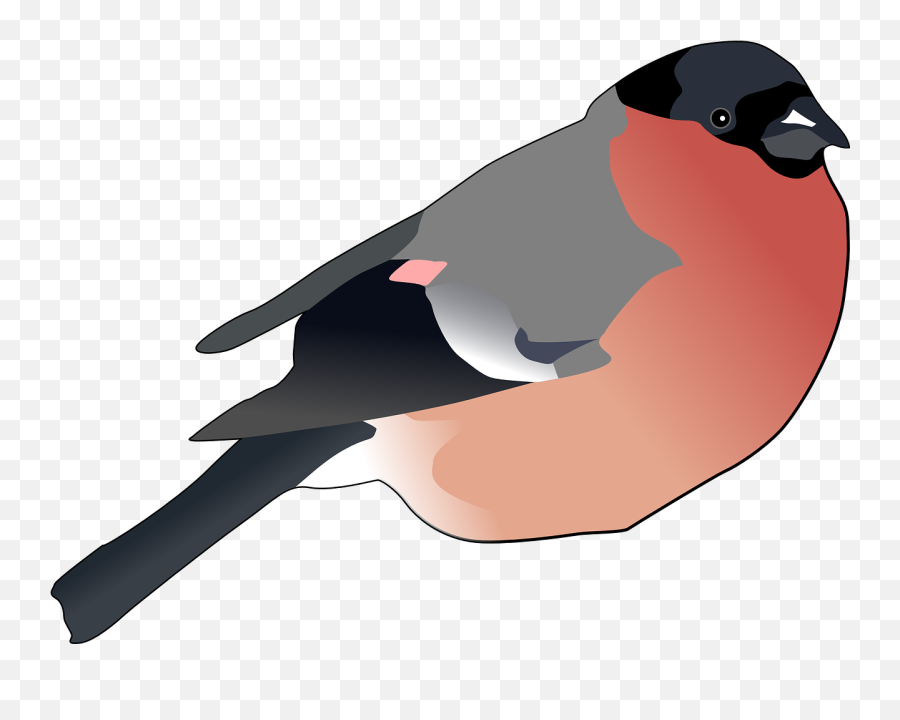Bird Male Animal Free Vector Graphics - Free Clip Art Bullfink Emoji,Cardinal Bird Emoji