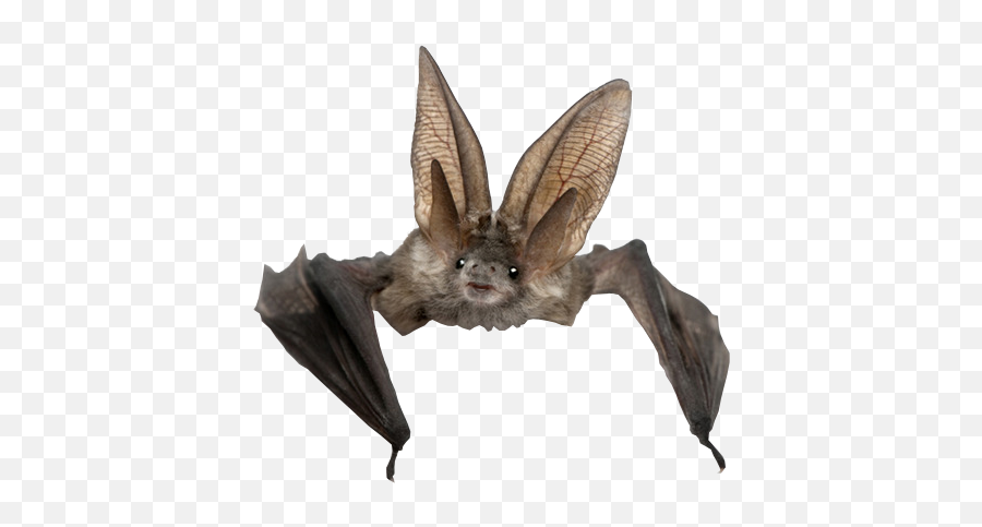Transparent Bat - Bat Png Emoji,Emoji Bat