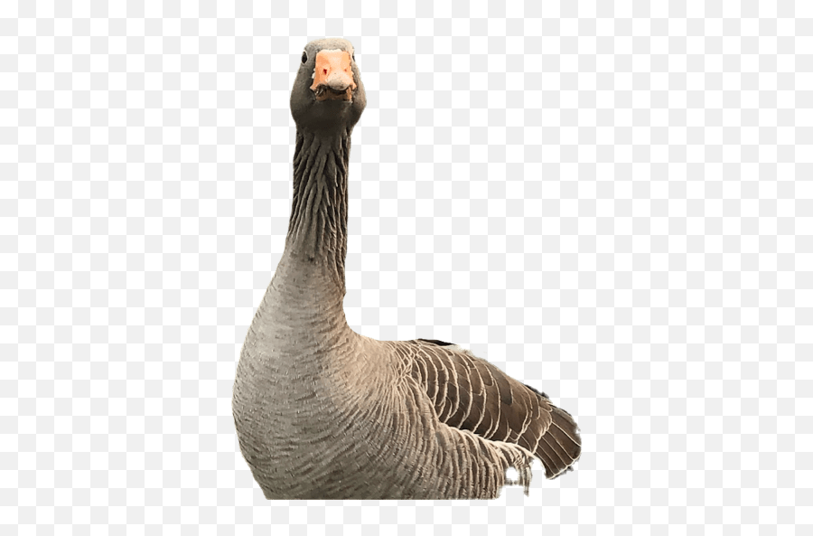 Swanley Park Geese - Greylag Goose Emoji,Goose Emoji