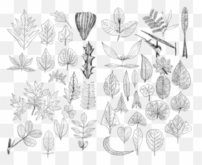 Leaf Leaves Line Art - Line Art Emoji,Four Leaf Clover Emoji