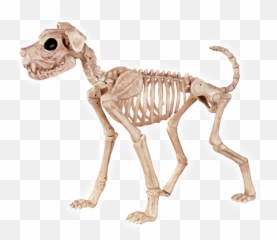 Animal Skeleton Transparent Png - Dog Skeleton Emoji,Turtle Skull Emoji