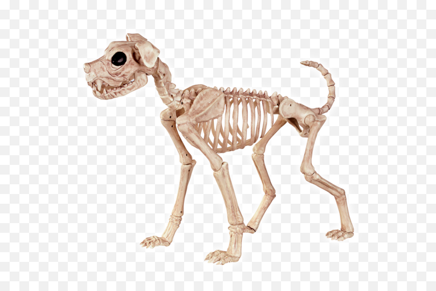 Animal Skeleton Transparent Png - Dog Skeleton Emoji,Turtle Skull Emoji