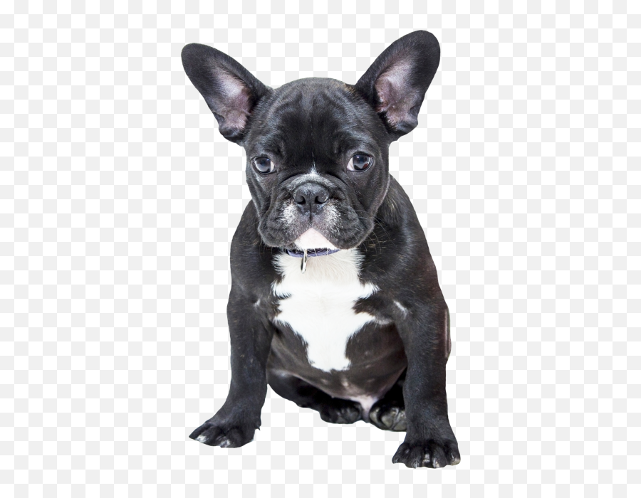 French Bulldog American Bulldog Pug - Transparent French Bulldog Png Emoji,French Bulldog Emoji