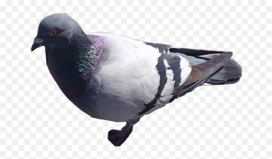 33 Bird Pigeon Usethis Usethissticker Cute - Rock Dove Emoji,Pigeon Emoji