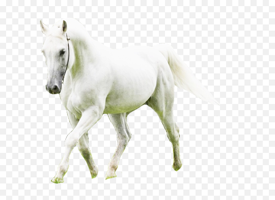 Horse Whitehorse Pngs Png Lovelypngs Usewithcredit Fre - Stallion Emoji,Horse Emoji Png