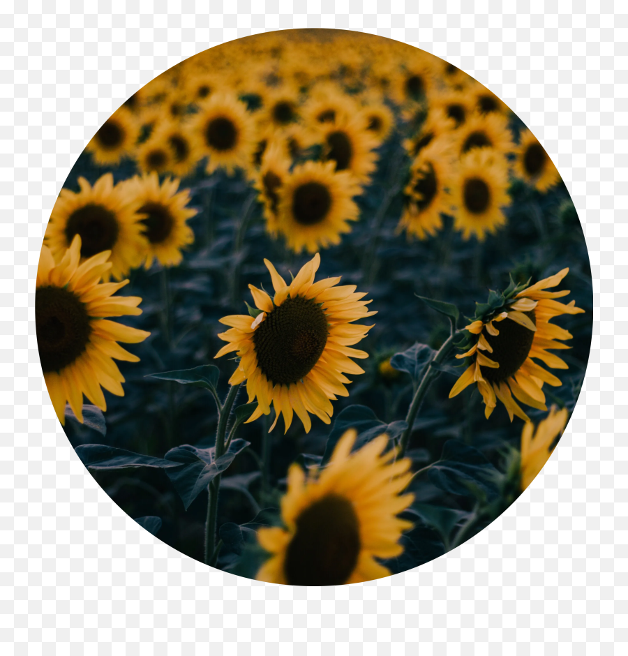 Popular Sunflower Icon Tumblr Image - Desain Interior Exterior Aesthetic Sunflower Icon Emoji,Sun Flower Emoji