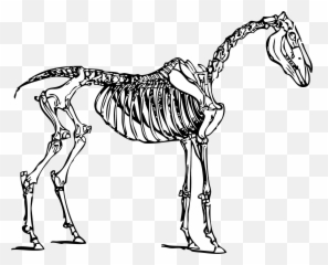 Ghost Clipart Skeleton Ghost Skeleton - Horse Skeleton Clipart Emoji,Koala Emoji Snapchat