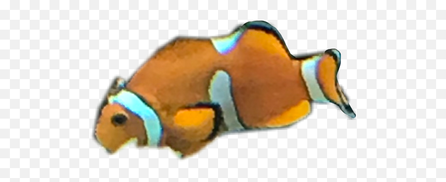 Trending - Holacanthus Emoji,Clown Fish Emoji