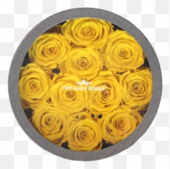Yellow Preserved Roses - Persian Buttercup Emoji,Roses Emoticon
