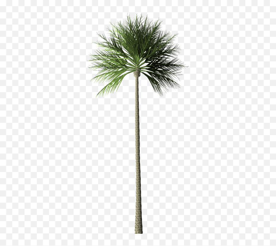 Palm Tree - Arbre Tropical Png Emoji,Palm Tree Book Emoji