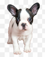 Sticker Dog French Bulldog - Französische Bulldogge Emoji,French Bulldog Emoji