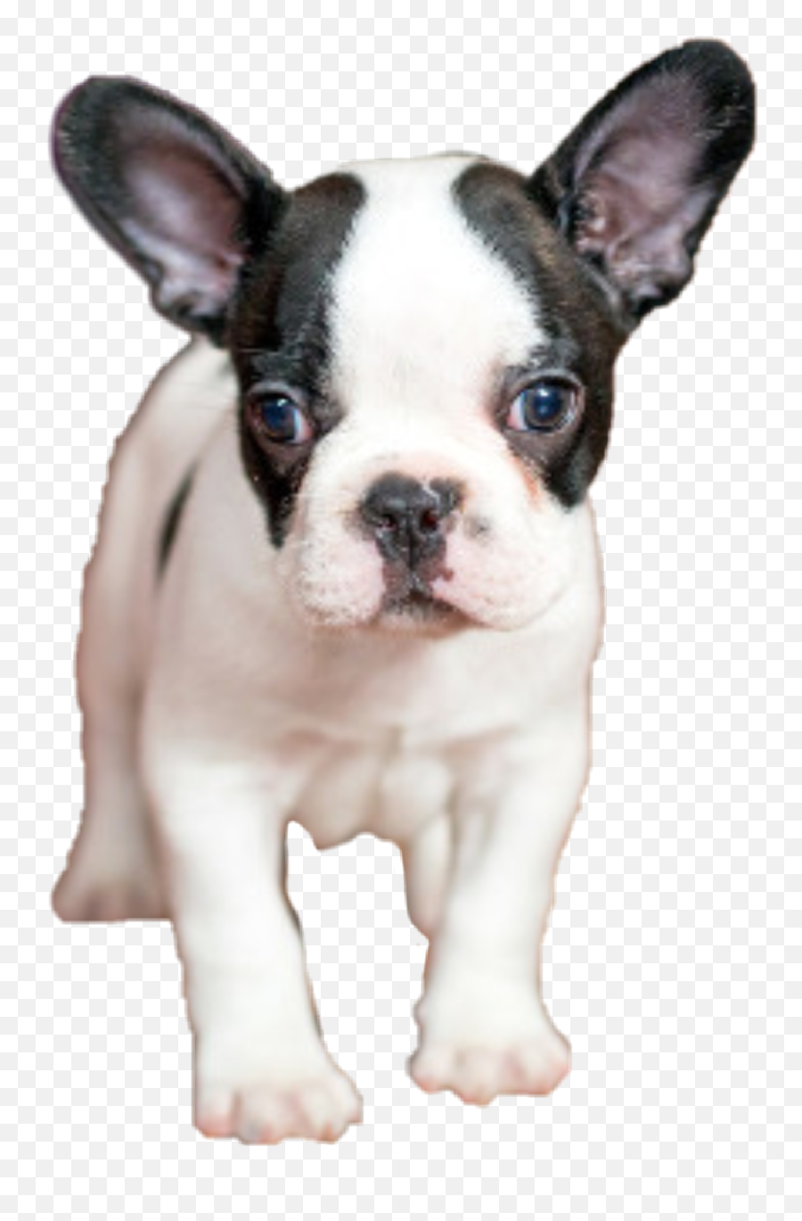 Sticker Dog French Bulldog - Französische Bulldogge Emoji,French Bulldog Emoji