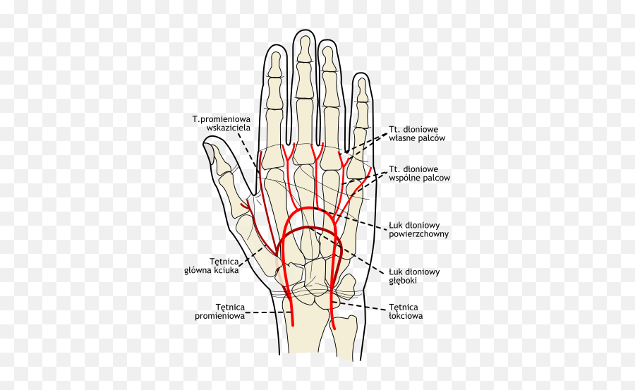 Gray1237 Pl - Ulnar Artery In Hand Emoji,What Do The Different Hand Emojis Mean