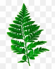 Leaves Clipart Forest - Fern Leaf Silhouette Png Emoji