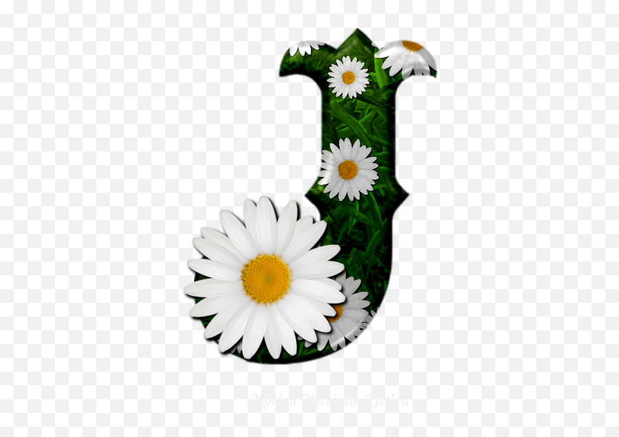 Margarida Em Png Football - Daisy On Black Background Emoji,Sunflower Emoji