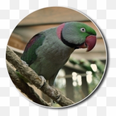 Bird Small Parrot Animal Shelter - Parakeet Emoji