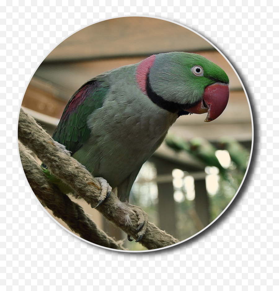 Bird Small Parrot Animal Shelter - Parakeet Emoji,Emoji Canvas Painting