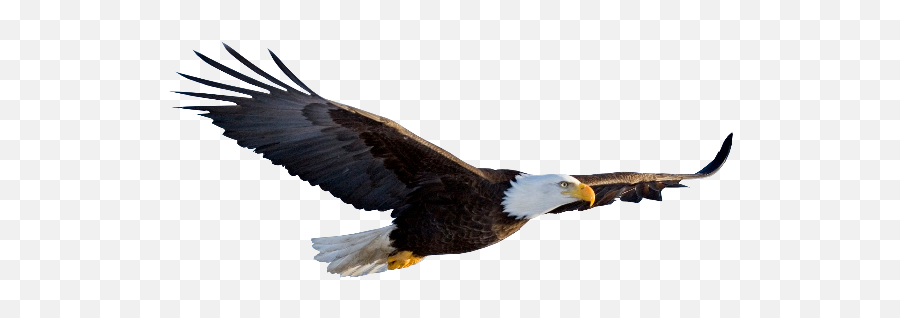 Pin - Flying Eagle Transparent Background Emoji,Eagles Emoji