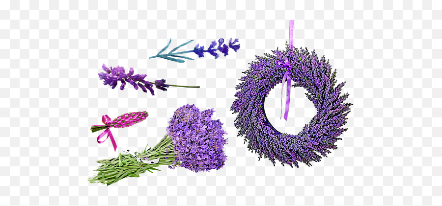 100 Free Lavender U0026 Purple Illustrations - Pixabay Lavender Emoji,Purple Flower Emoji