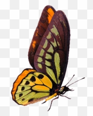Top Will Work More On It Stickers For Android U0026 Ios Gfycat - Gif Animation Butterfly Animated Gif Emoji,Butterfly Emoji Android
