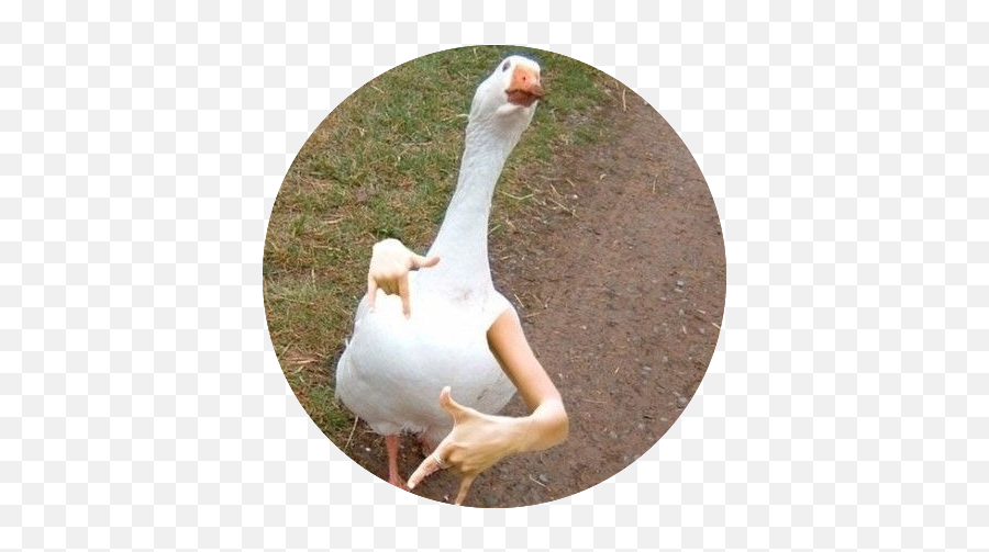 Thegooseisloose Hashtag - Loose Goose Emoji,Goose Emoji