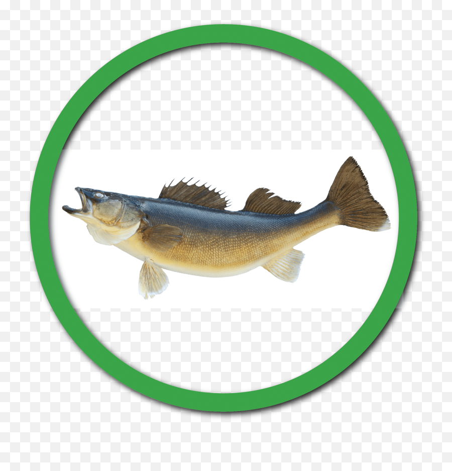 State Symbols U0026 Agriculture Mn Ag Mag - Walleye Copyright Free Emoji,Seafood Emoji