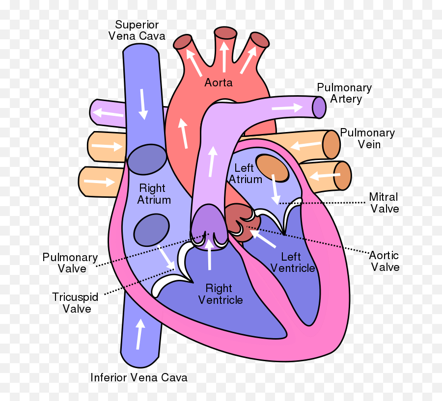 Human Heart - Diagram Of The Heart Emoji,Heart Emojis Meaning