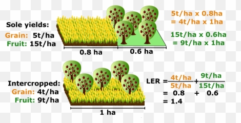 Land Equivalent Ratio - Emoji