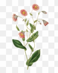 Plant Nature Leaf - Vintage Daun Emoji,Four Leaf Clover Emoji