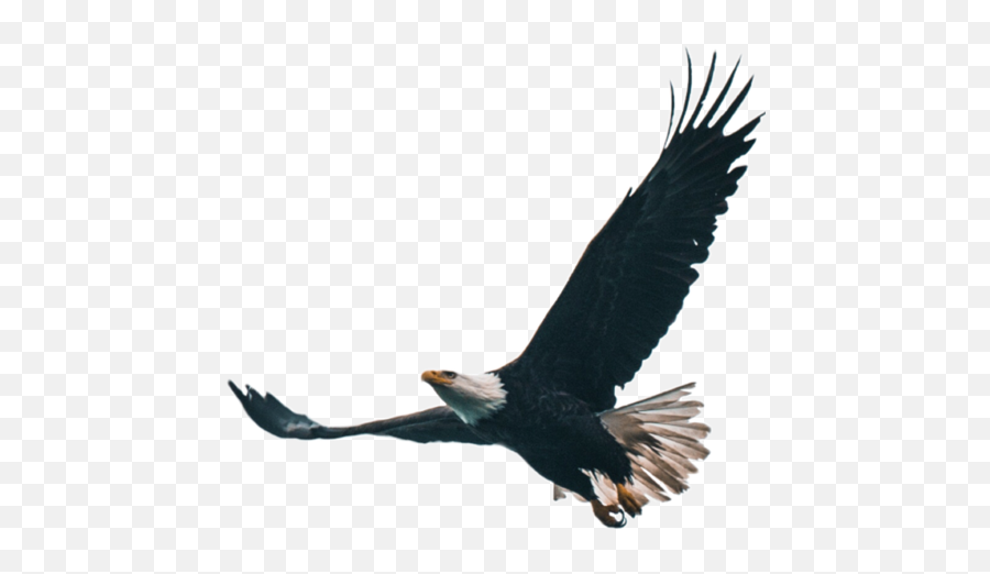 Eagle Eagles Birds Bird Animals Animal Pets Petsandanim - Eagle Emoji,Eagles Emoji