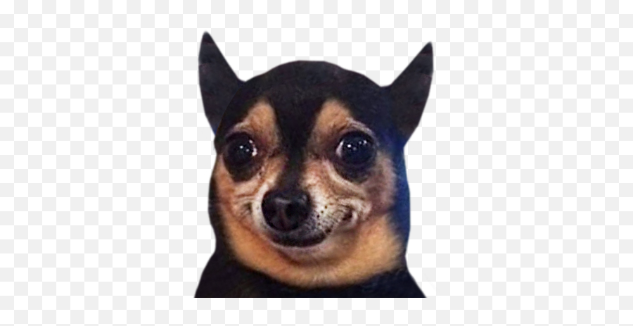 Funny Doge By Dmitrii Demurin - Toy Fox Terrier Emoji,Doge Emoji