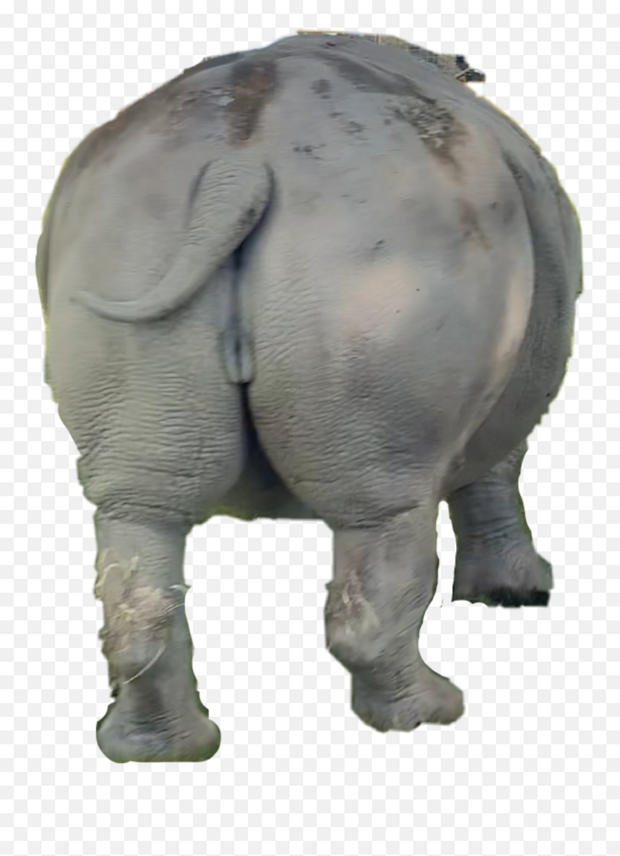 Rhino Whiterhino Sticker - Big Emoji,Rhino Emoji