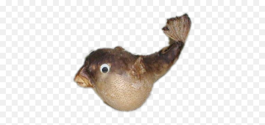 Pufferfish Humiliation - Pufferfish Taxidermy Emoji,Puffer Fish Emoji