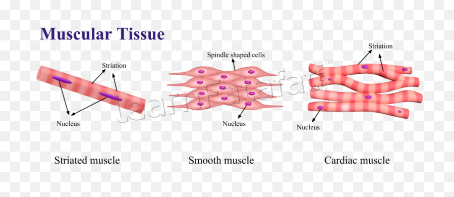 Muscle Clipart Epithelial Tissue Muscle Epithelial Tissue - Muscular Tissue Diagram Class 9 Emoji,Tissue Box Emoji