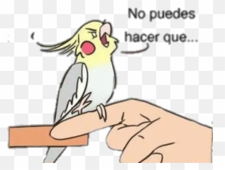 Cacatúa Historieta Stickers For Whatsapp - Memes De Cacatuas Ninfas Emoji,Cockatiel Emoji