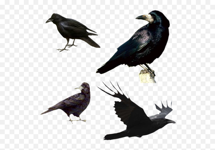 Pin - Corbeau Emoji,Raven Bird Emoji