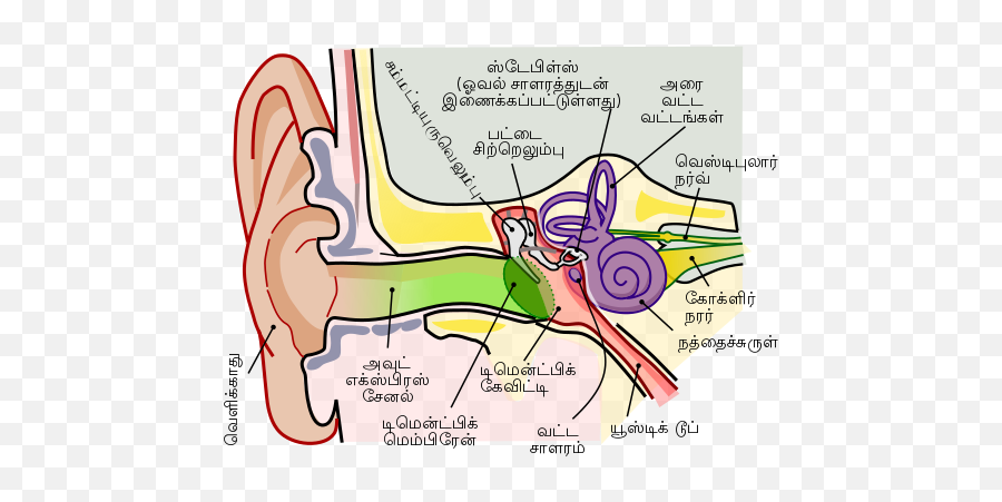 Anatomy Of The Human Ear - Middle Ear Anatomy Emoji,Nut Emoji