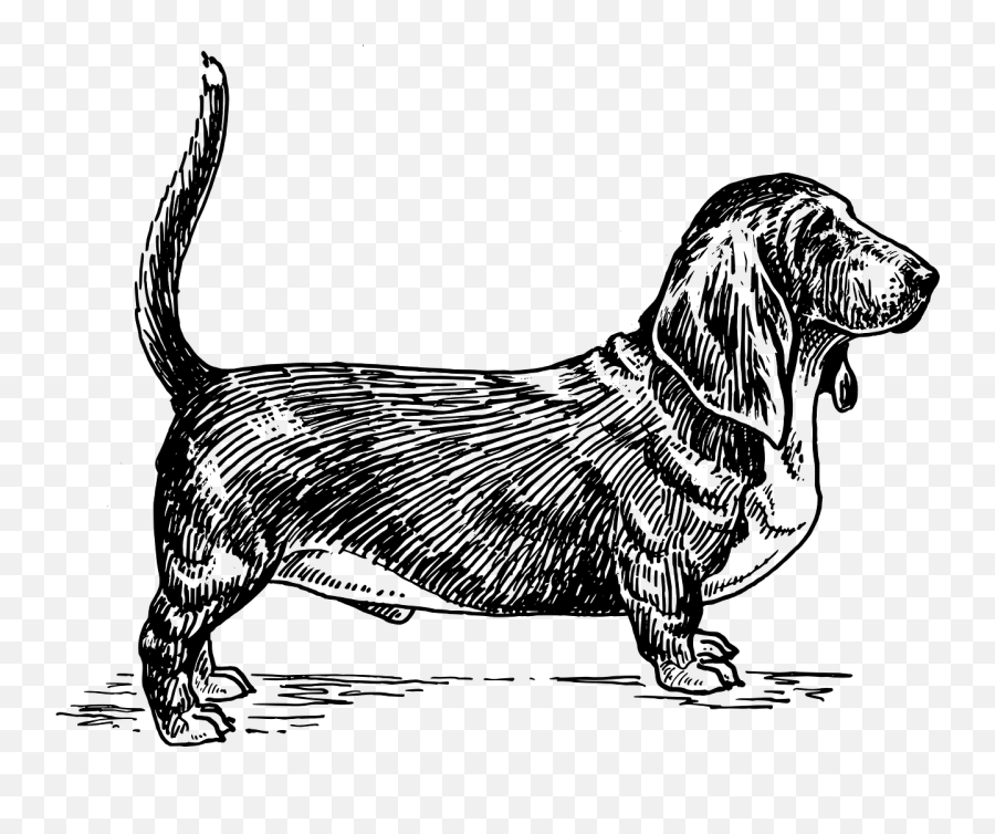Happy Dog Pet Basset Hound - Basset Hound Dog Vector Emoji,Dog Emoticon