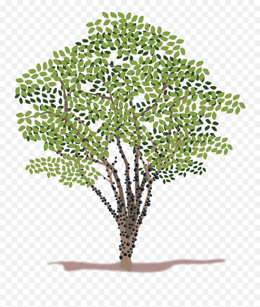 Spring Tree Vector Clipart Image - Jabuticaba Clipart Emoji,Facebook Fist Emoji