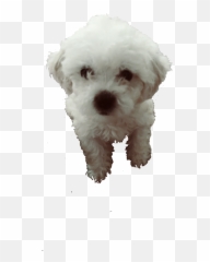 Free - Companion Dog Emoji,Maltese Emoji