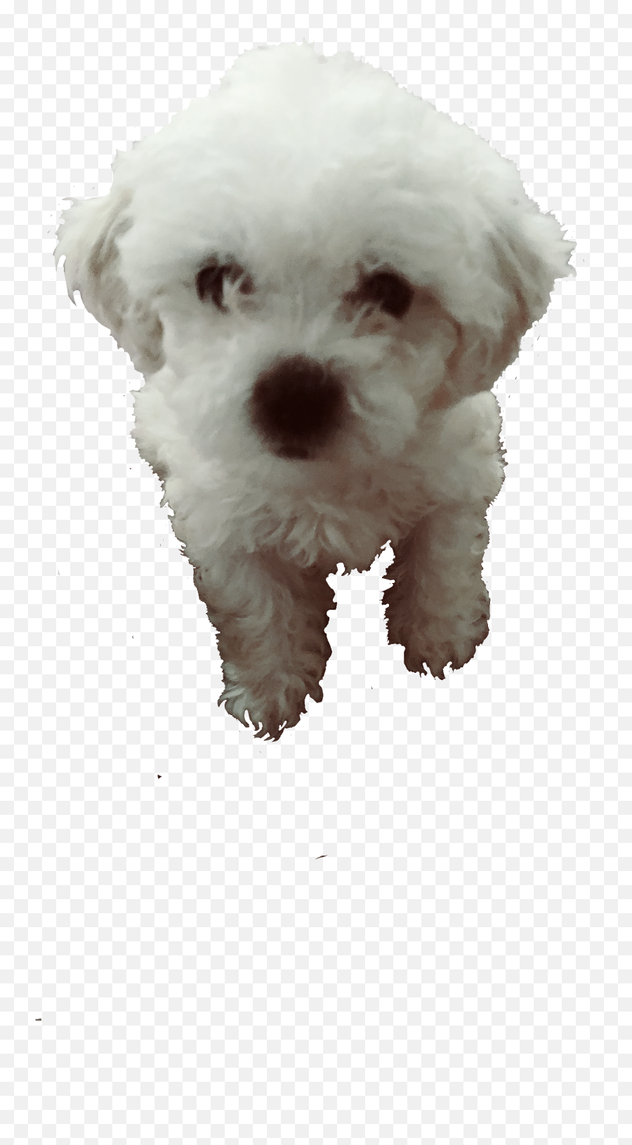 Free - Companion Dog Emoji,Maltese Emoji