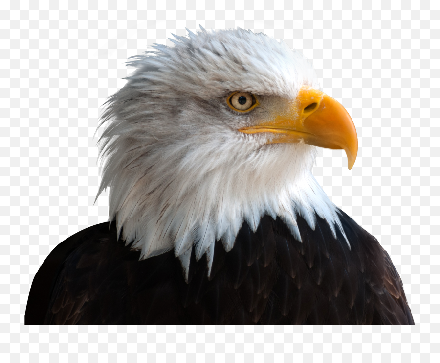 Eagle Eagles Bird Birds Terrieasterly - Png Transparent Eagle Png Emoji,Eagles Emoji