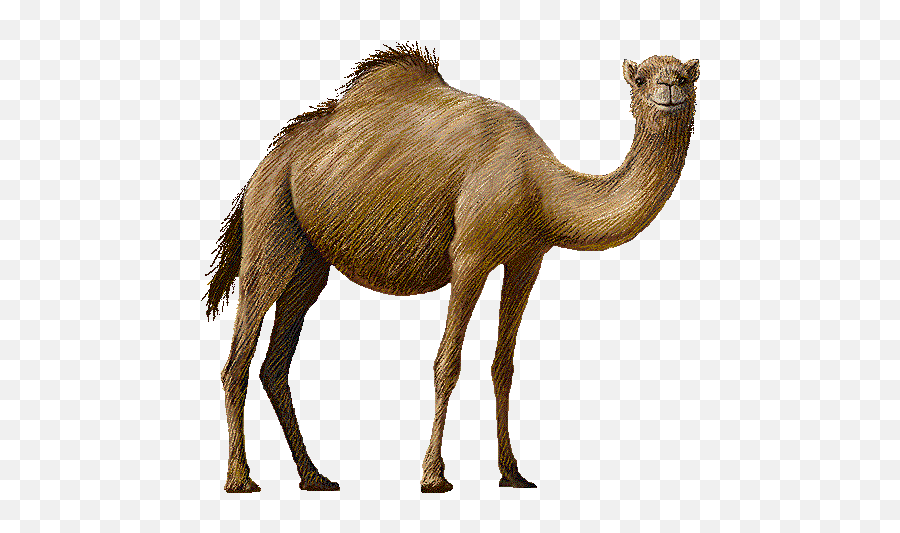 Camel Clip Art Pg - Free Clip Art Camel Emoji,Camel Emoticons